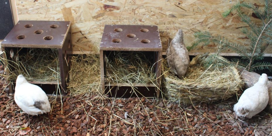 Wachtelhaus Im Stall: So Sieht Das Perfekte Wachtel-Schutzhaus Aus!